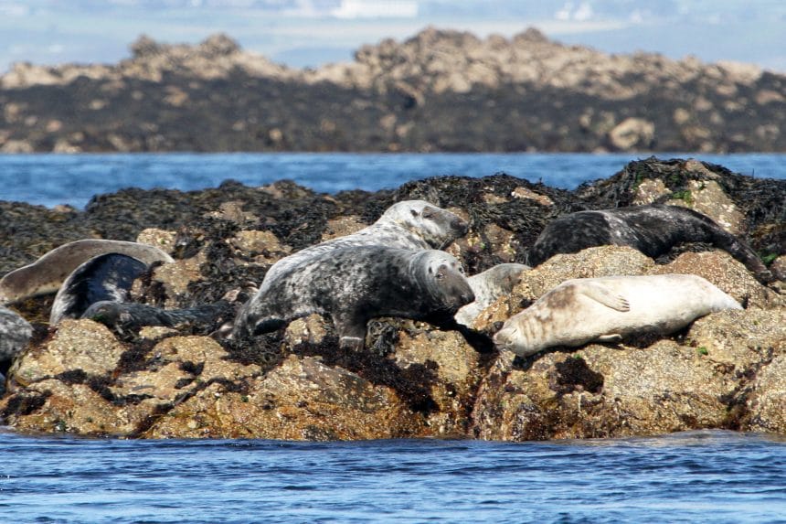 Grey seals of the Molène archipelago