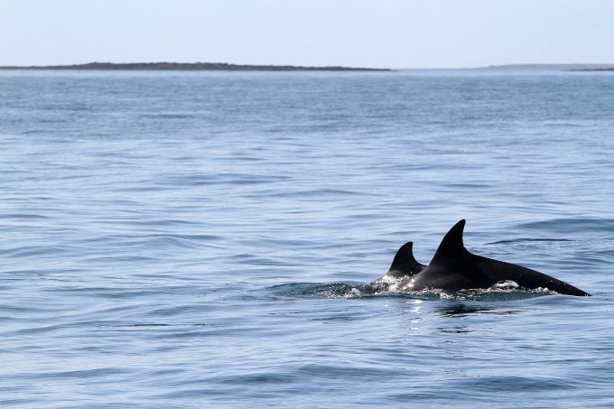 Grands dauphins de la mer d'Iroise